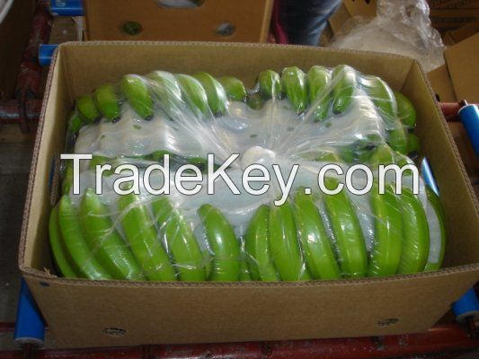 Fresh Green Cavendish Banana