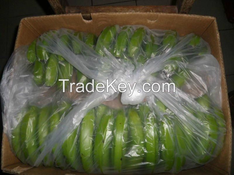 Fresh Green Cavendish Banana