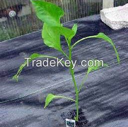 China Supplier Agriculture Weed Control Mat Woven Fabric Used for Landscaping