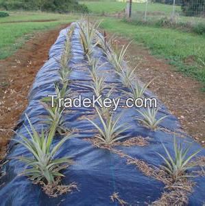 Black flat yarn woven weed barrier fabric with colored stripes used for agriculture