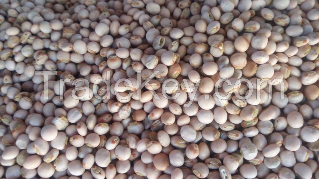 PIGEON PEAS