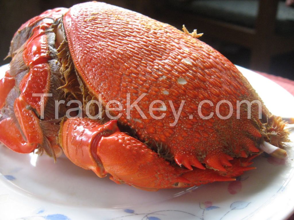 Spanner Crab, Lobsters, Mud Crab, Sea Cucumber