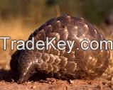 Live Pangolin , Pangolin scales and Pangolin meat for sale 