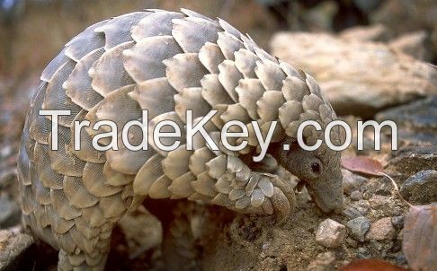 Live Pangolin , Pangolin scales and Pangolin meat for sale 