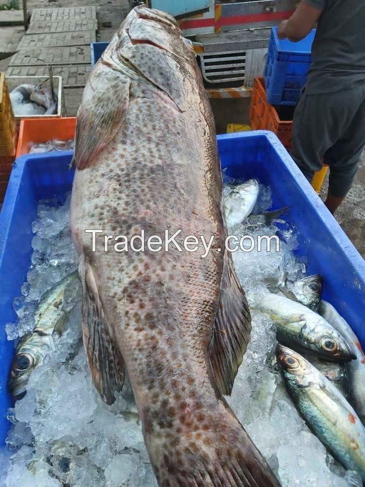  BROWN SPOTED GROUPER