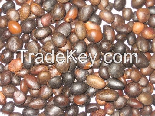 Palm Kernel Nuts