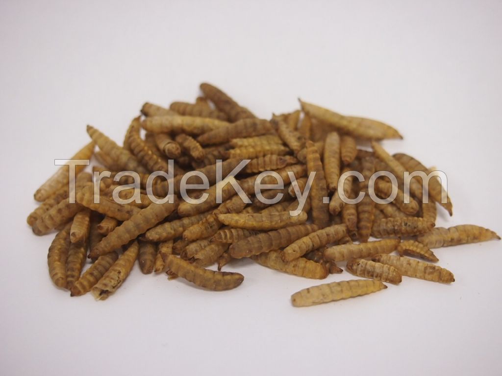 Black Soldier Fly BSF Insect Meal