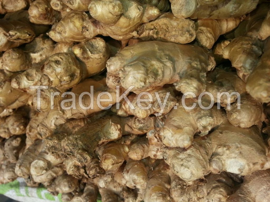 High QualityFresh &amp; Dry Ginger