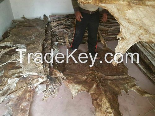 Dry slated Donkey hides, Wet salted cow hides, Sheep hides