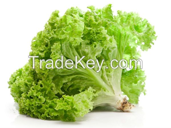 Lettuce