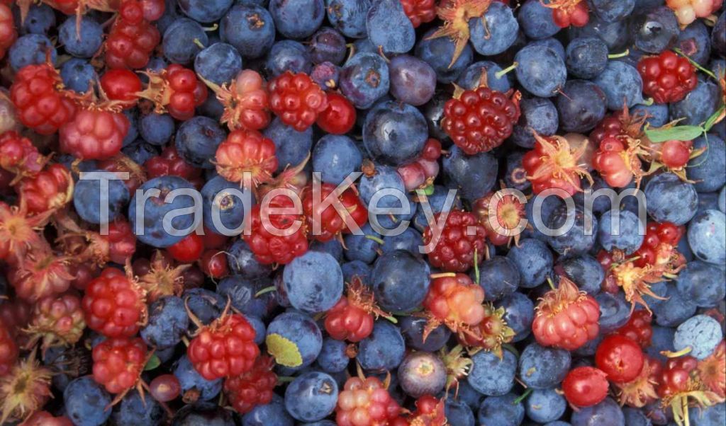 wild strawberries, raspberries, red currants, and garden strawberries