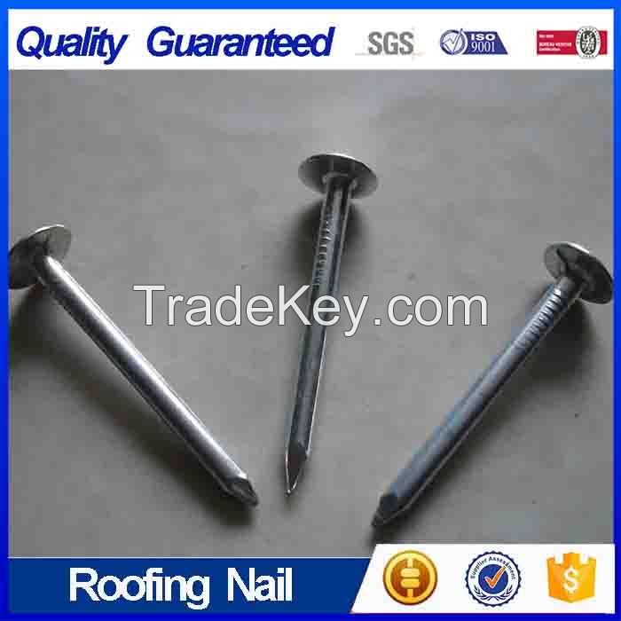 Plain / Galvanized Roofing Nail with Factory Price