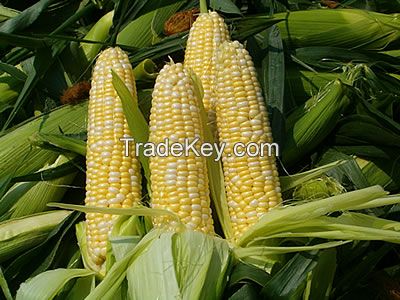 yellow corn 