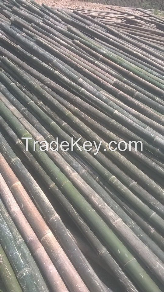 Bamboo Poles, Bamboo Canes