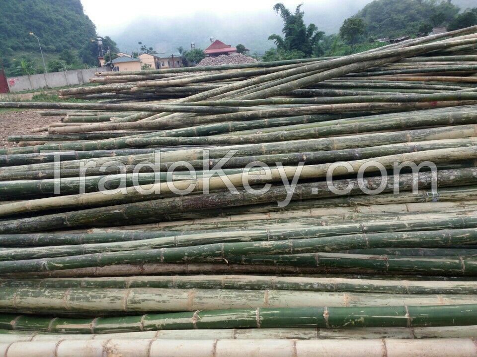 Tonkin, Moso, Giant Bamboo Poles