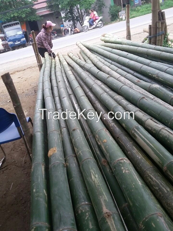 Moso bamboo poles