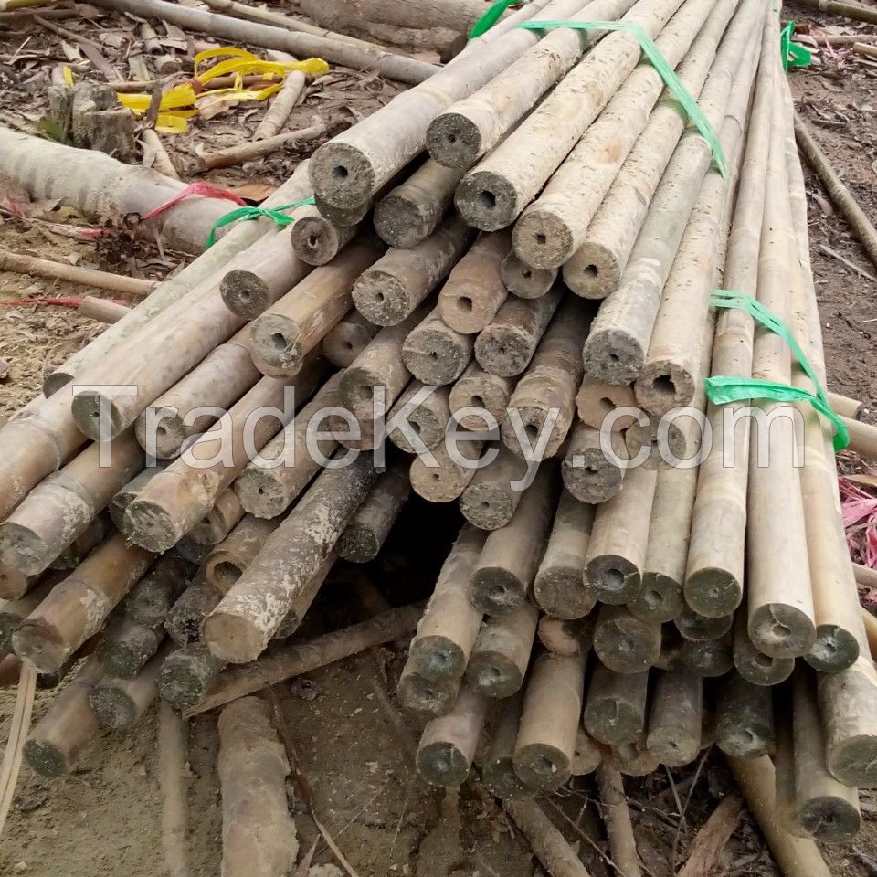 Raw bamboo poles, bamboo canes