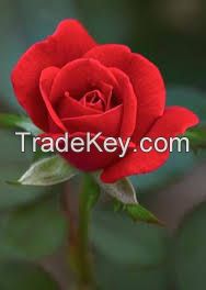 Exporter of Roses , Carnations , Orchids , Lilies , Gerbera