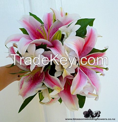Exporter of Roses , Carnations , Orchids , Lilies , Gerbera