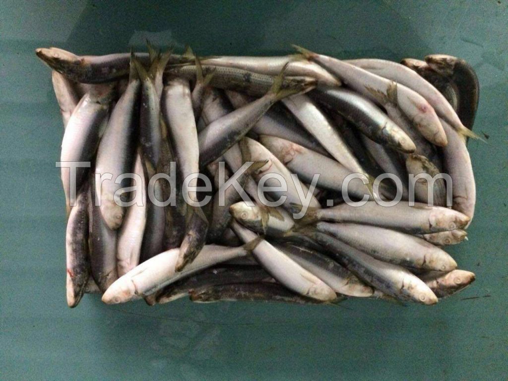 Frozen sardine fish for tuna bait