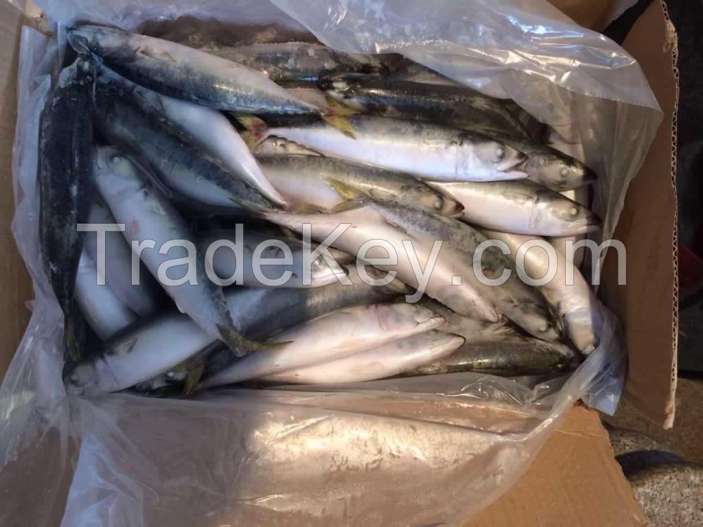 frozen pacific mackerel scomber japonicus for market wholesale