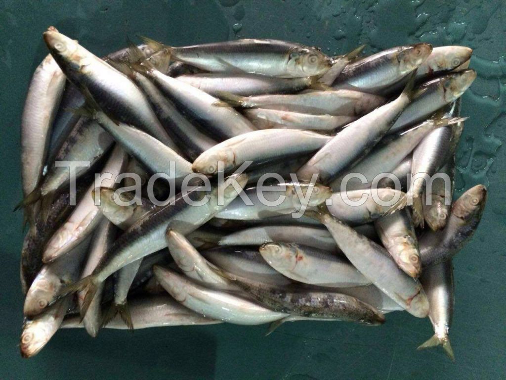 Frozen sardine fish for tuna bait