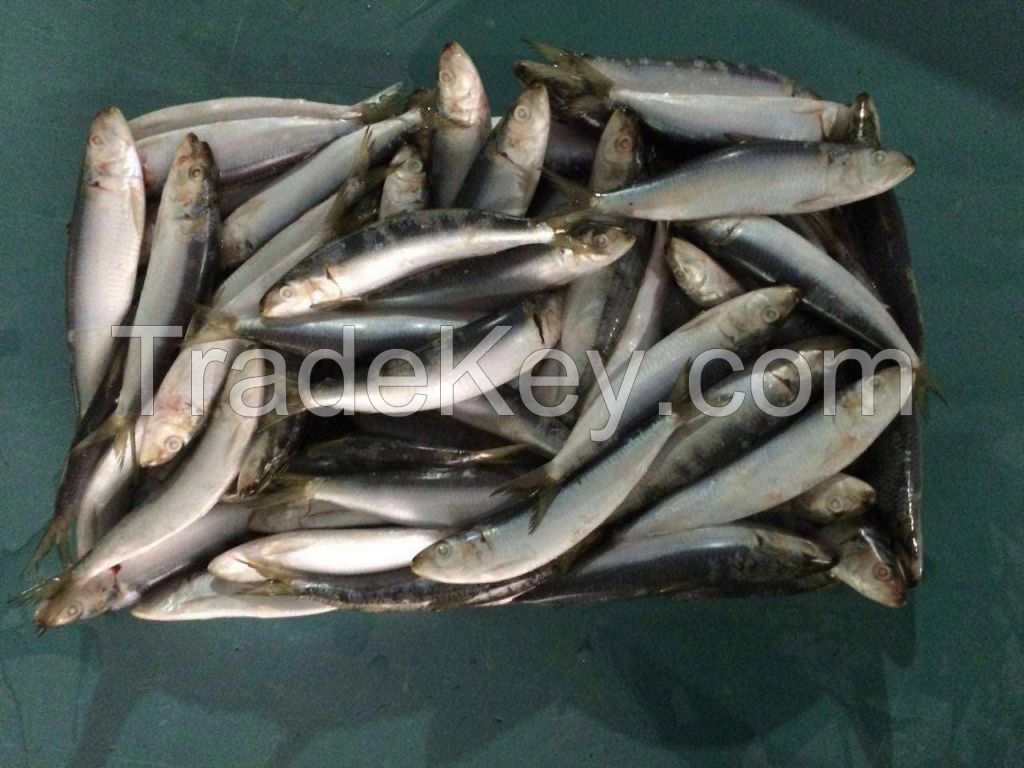 Frozen sardine fish for tuna bait