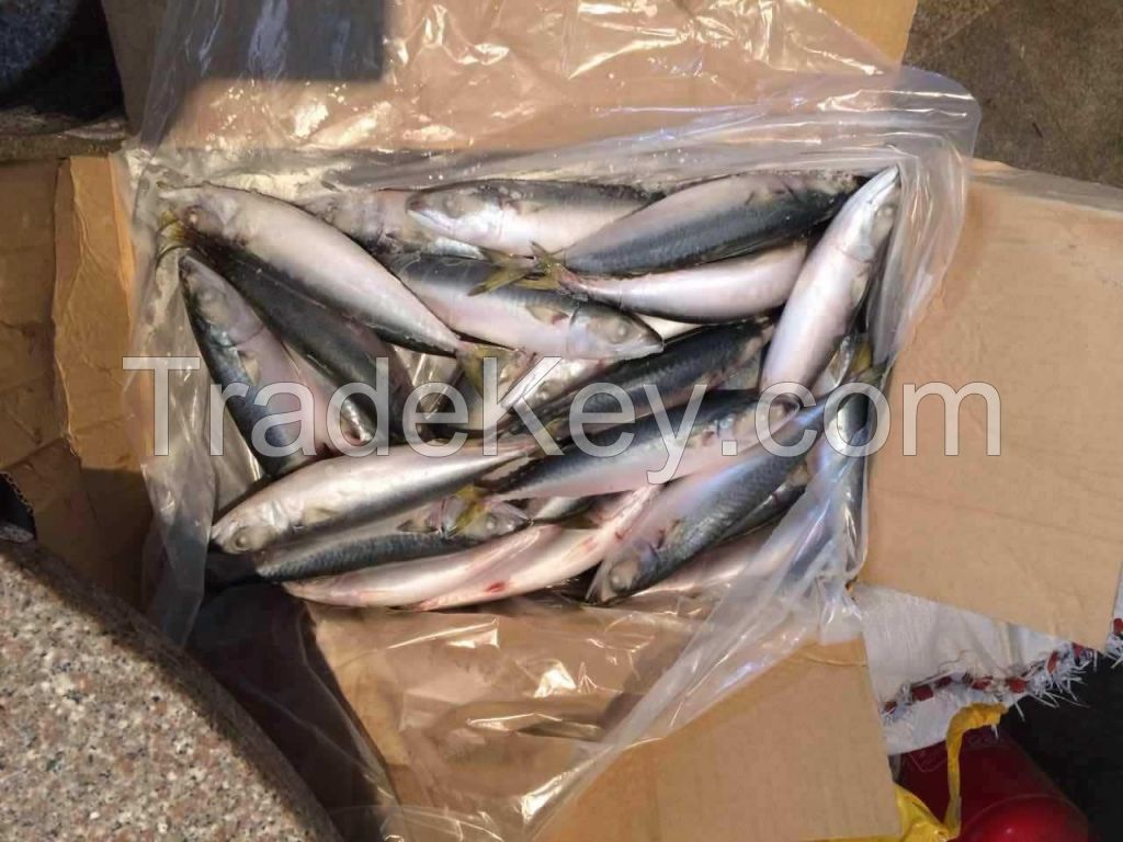 frozen pacific mackerel scomber japonicus for market wholesale