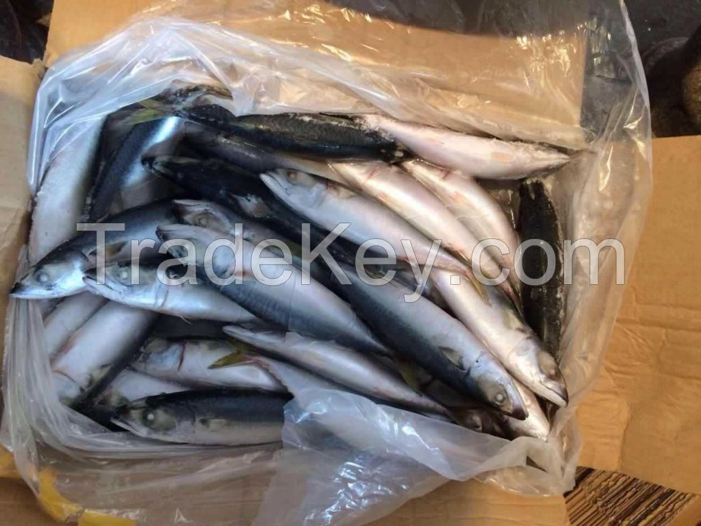 frozen pacific mackerel scomber japonicus for market wholesale