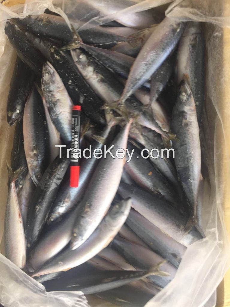 frozen blue mackerel chub mackerel for sale