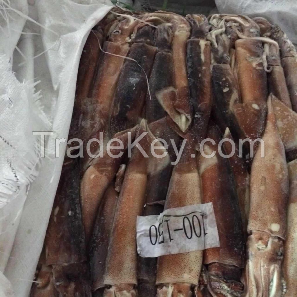 Frozen Illex squid wholesale