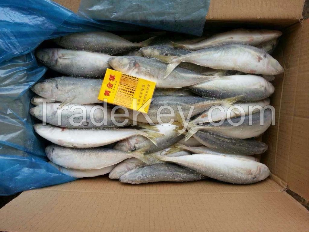 Frozen japanese scad, mackerel scad, blue scad mackerel