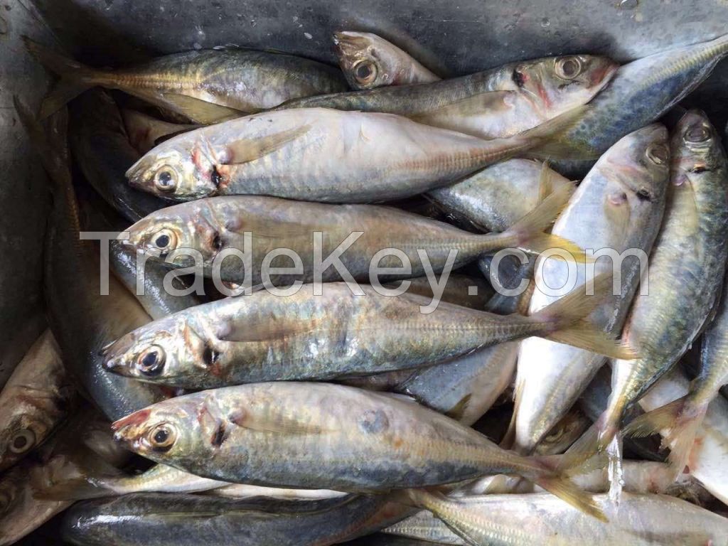 Frozen japanese scad, mackerel scad, blue scad mackerel