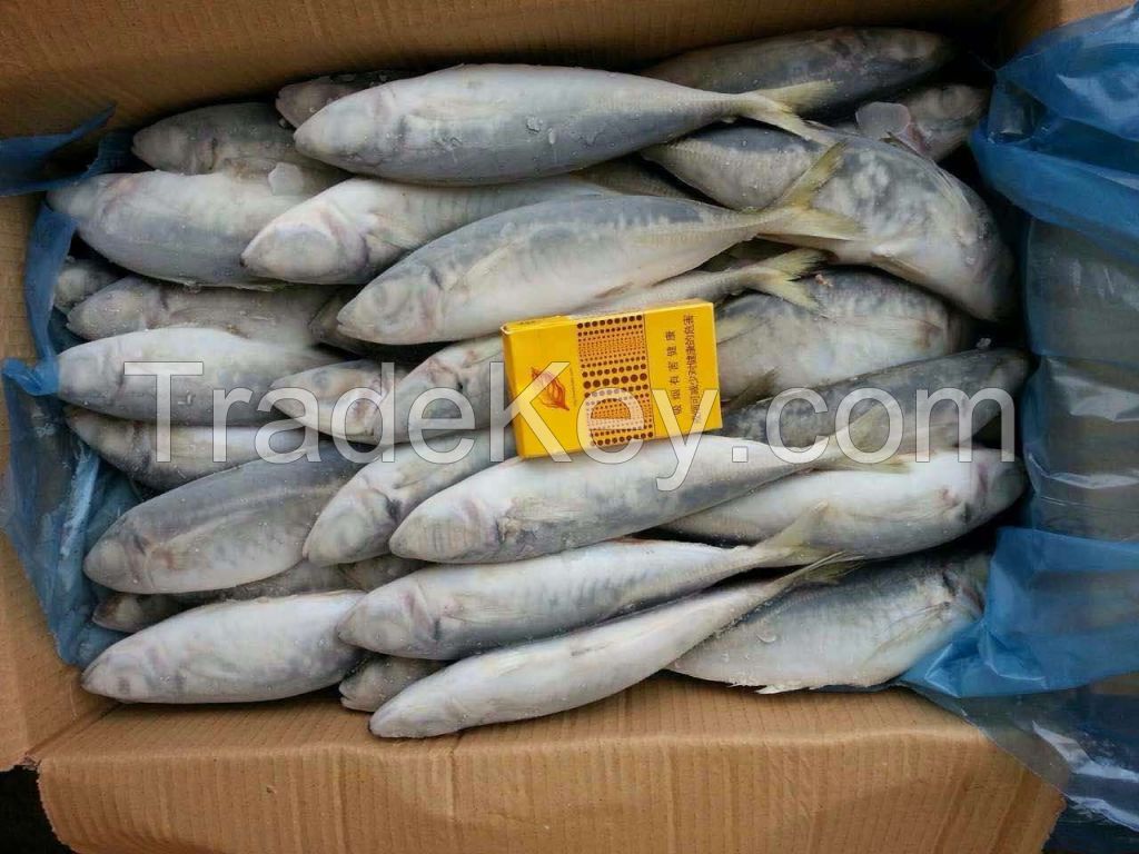 Frozen japanese scad, mackerel scad, blue scad mackerel