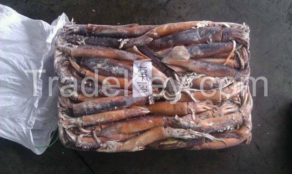 Frozen Illex squid wholesale