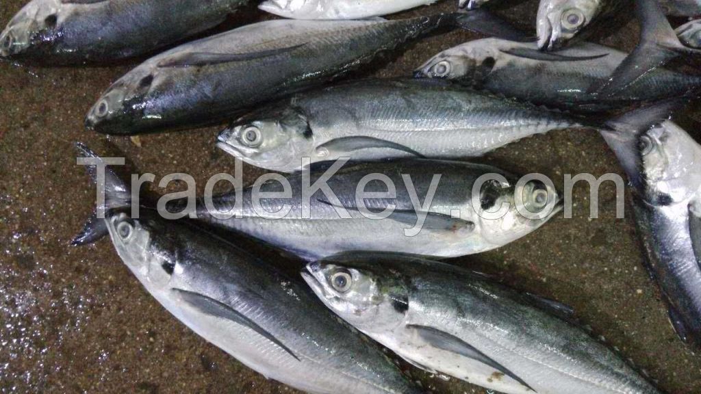 Hardtail scad horse mackerel torpedo scad