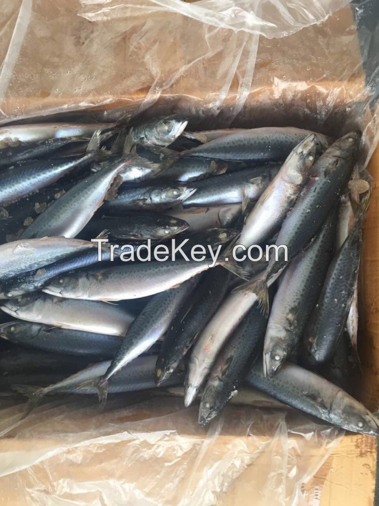 frozen blue mackerel chub mackerel for sale