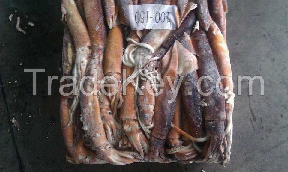 Frozen Illex squid wholesale