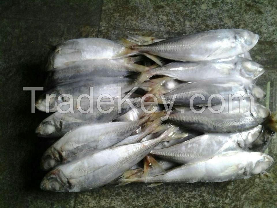 Frozen horse mackerel trachurus japonicus for sale