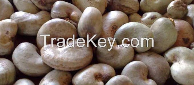 Raw Cashew Nuts and Processed Cashew Nuts 