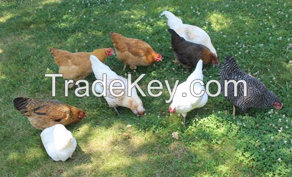 Healthy ad Registered Livestock and Poultry for Export