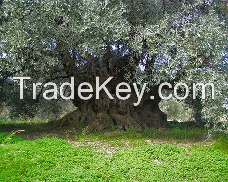 Algerian Olive Oil Extra Virgin  FACTORY PRICE 