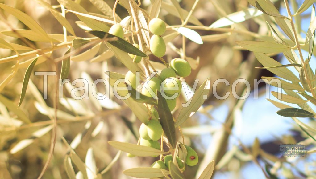 Algerian Olive Oil Extra Virgin  FACTORY PRICE 