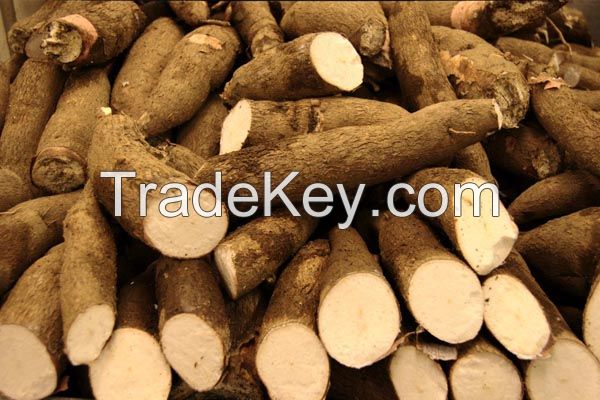 Cassava