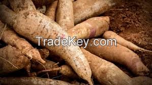 Cassava