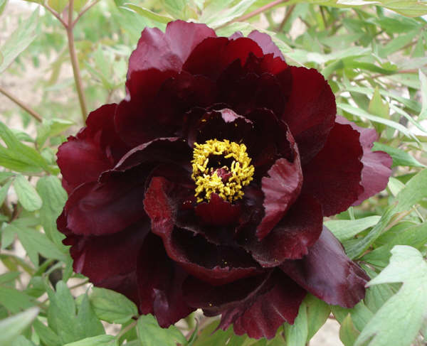 peony flower