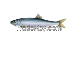 Atlantic Herring