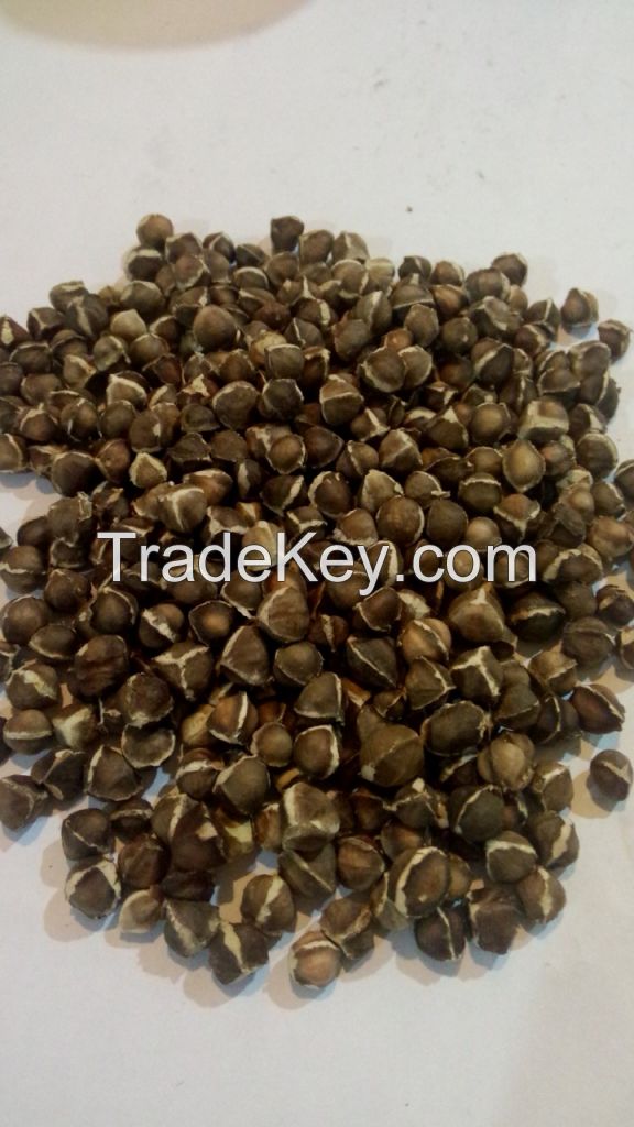 Moringa seeds kernel