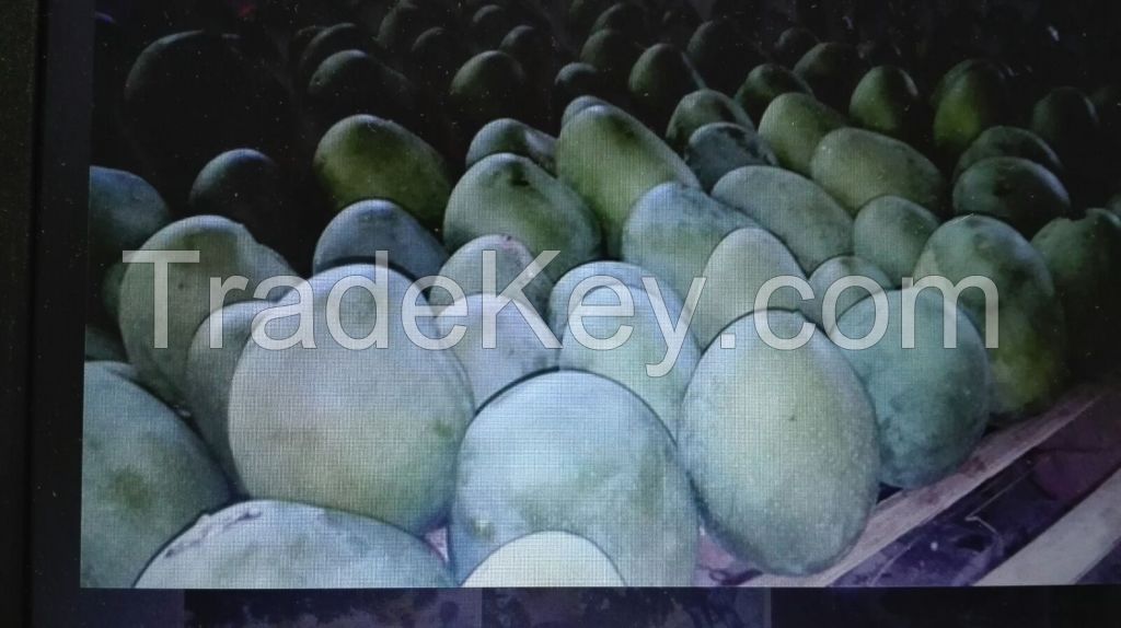 EXPORTING: Ã©lan mangoes.  It is 100% Fresh Organic Mangoes from India.