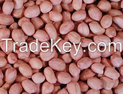 Groundnut/peanut